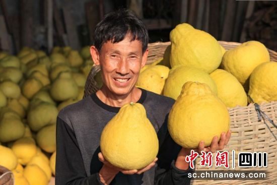 真龍柚豐收。合江縣委統(tǒng)戰(zhàn)部供圖 真龍柚豐收。合江縣委統(tǒng)戰(zhàn)部供圖