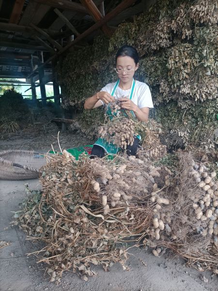 勞動(dòng)中的張艷 勞動(dòng)中的張艷