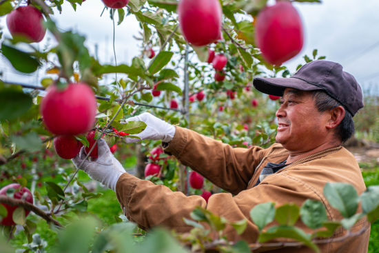 《果農(nóng)忙采摘》 王初/攝 《果農(nóng)忙采摘》 王初/攝
