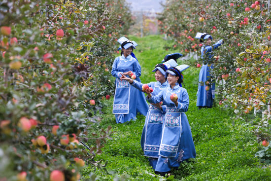 《羌族姑娘采摘蘋果》 董寧/攝 《羌族姑娘采摘蘋果》 董寧/攝